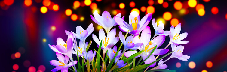 Blooming purple crocus flowers in a soft focus on a sunny spring day