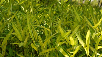 Sprouts and leaves that herald spring