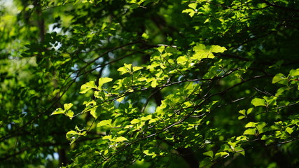 Fototapeta na wymiar Fresh tree leaves reflected in the sunlight