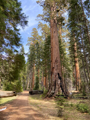 hiking path through fallen tree in conifer grove featuring sequoia in the forest with blue sky at national park