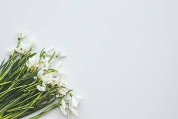 Beautiful snowdrops on white background
