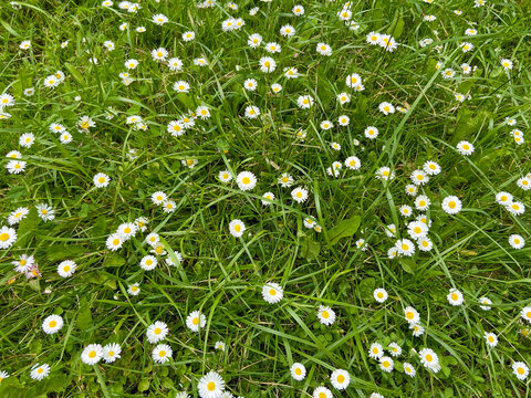 wild daisies and grass in the spring in Washington, USA