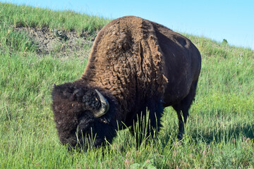 american buffalo bison grazing in grassy field