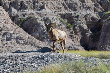 bighorn sheep in the mountains of badlands national park