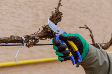 Grape pruning, removal of old, redundant parts of the vine. Formation of a bush, abundant harvest.