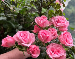 Obraz premium pink roses bouquet