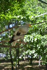 bird on the three