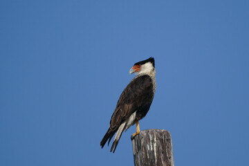Crested Caracara  perched full profile
