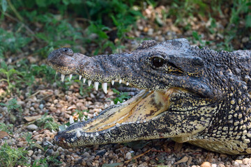 alligator in the everglades