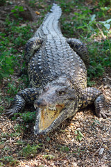 Obraz premium alligator in the everglades