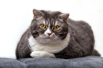 Cat sleeping on a mustard grey sofa. British cat. Pets concept.