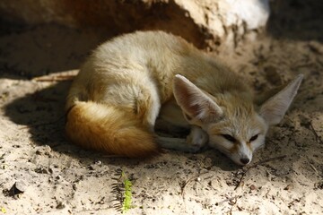 isolated fennec
