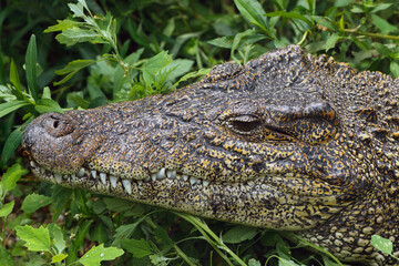 close up of an alligator