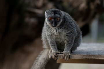 lemur