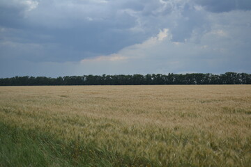 Obraz premium field of wheat