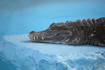 alligator in the water