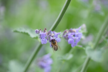 Lavender Flower and a Bee in Spring in Austria