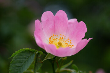 Pink Wild Rose in Spring Dog Rose Wild Flower in Austria
