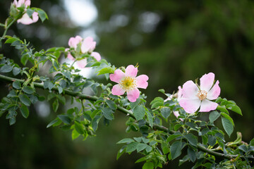 Pink Wild Roses in Spring Dog Roses Wild Flowers in Austria