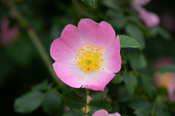 Pink Wild Rose Blooming in Spring Dog Rose Wild Flower in Austria