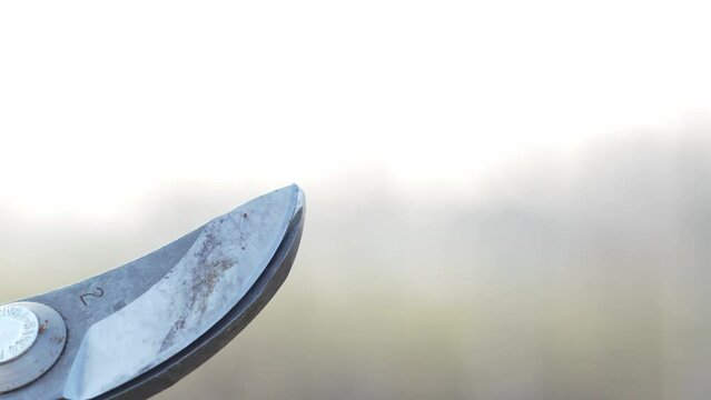Farmer's hands cut branches with shears. Expert hands cut off vine branches for pruning. Wine production and outdoor activities. Slow motion and detail of the cut.