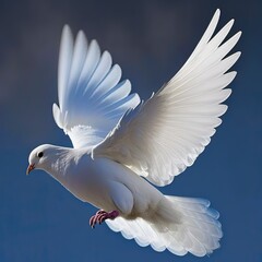white dove on sky