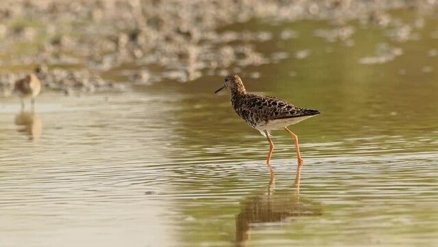 Ruff or Philomachus pugnax looking for food. 4K slow motion, 120 fps