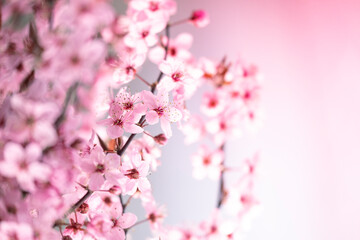  Pink flowering branches.pink spring background.spring time. Pink flower on a rose blurred background.Spring beautiful blooming background in pink and purple color.Beautiful spring wallpaper.