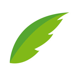 Simple flat palm tree leaf on the white background