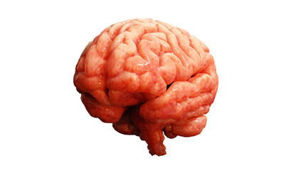 The brain's intricate structures are the result of a sophisticated 3D program.