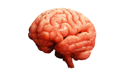 The brain's intricate structures are the result of a sophisticated 3D program.