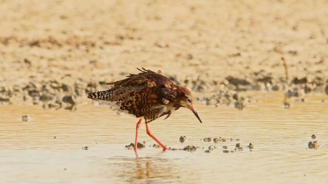 Ruff or Philomachus pugnax looking for food. 4K slow motion, 120 fps