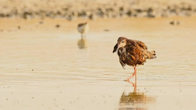 Ruff or Philomachus pugnax looking for food. 4K slow motion, 120 fps