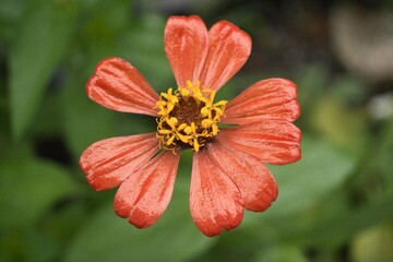 red flower in the garden