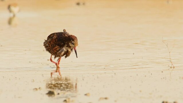 Ruff or Philomachus pugnax looking for food. 4K slow motion, 120 fps
