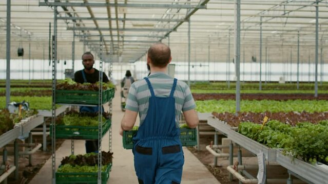 View from the back of caucasian farmer walking while holding crate with lettuce greeting coworker pushing rack. Greenhouse worker in hydroponic enviroment preparing harvest for delivery.