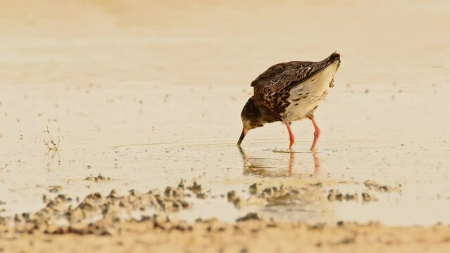 Ruff or Philomachus pugnax looking for food. 4K slow motion, 120 fps