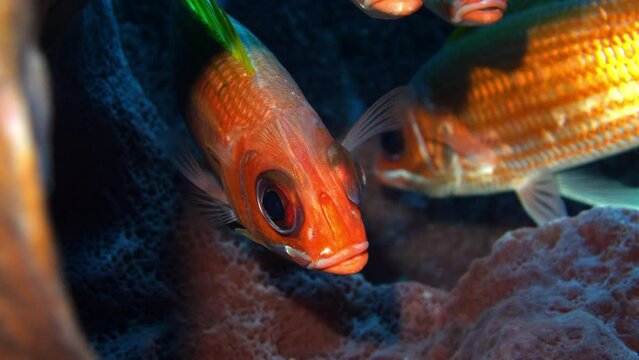 Holocentrus Adscensionis Swimming Over Rocks In Tranquil Sea - Oranjestad, Sint Eustatius