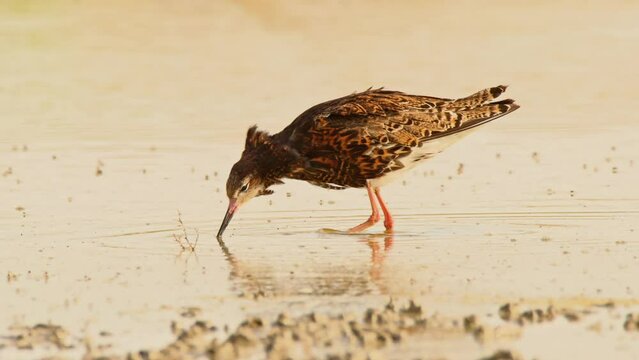 Ruff or Philomachus pugnax looking for food. 4K slow motion, 120 fps
