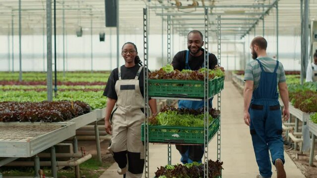 Two organic farm african american workers having casual conversation while pushing cart with fresh harvested vegetables for delivery. Greenhouse pickers talking while working in hydroponic enviroment.
