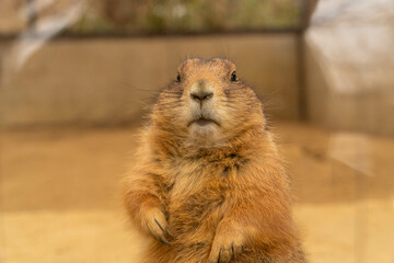 オグロプレーリードッグ　市原ぞうの国