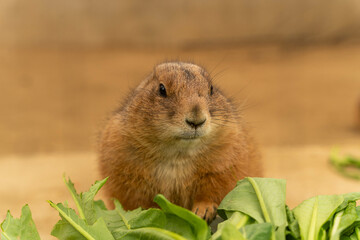 オグロプレーリードッグ　市原ぞうの国