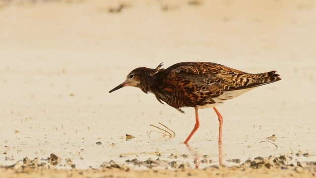 Ruff or Philomachus pugnax looking for food. 4K slow motion, 120 fps