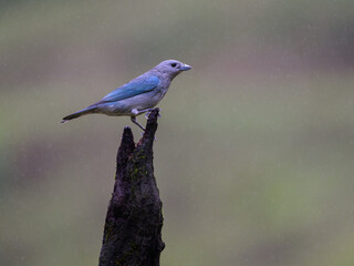 Sayaca Tanager portrait on snag on rainy day 