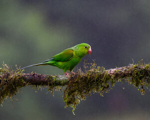 Plain Parakeet portrait on  mossy stick on rainy day against dark background