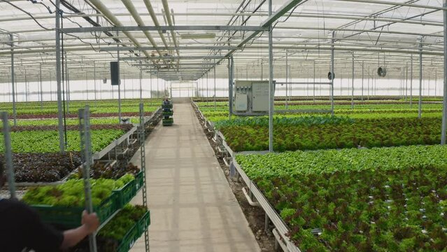 Two diverse greenhouse workers pushing racks with crates of organic fresh vegetables greeting each other saying hello. Letuce pickers moving harvested crops meeting in hydroponic enviroment. Aerial