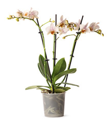 Beautiful orchid flowers in pot on white background