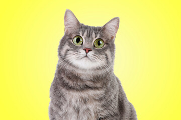 Obraz premium Cute surprised tabby cat with big eyes on yellow background