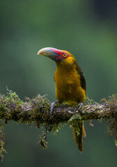 Saffron Toucanet portrait on  mossy stick on rainy day against dark background