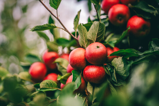 Red apples on tree ready to be harvested. Ripe red apple fruits in apple orchard. Selective focus.
